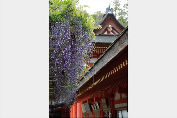 <大阪・奈良>舞洲100万本のネモフィラ祭りと春日大社砂ずりの藤&豊臣秀長ゆかりの地 大和郡山 ドラマ館ご見学【緑が丘・西神中央・明石出発】2